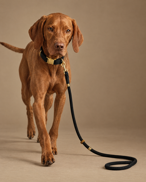 Harbor Leash & Collar