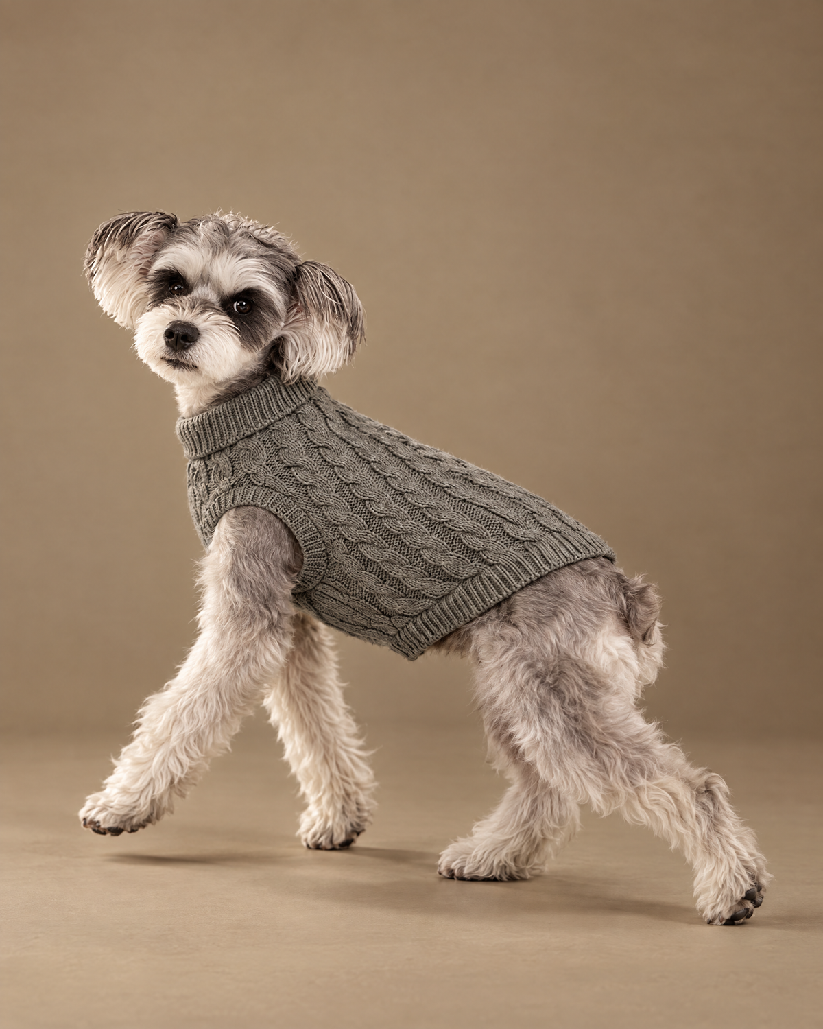 Tilt & Tail Fireside Cable-Knit on a schnauzer