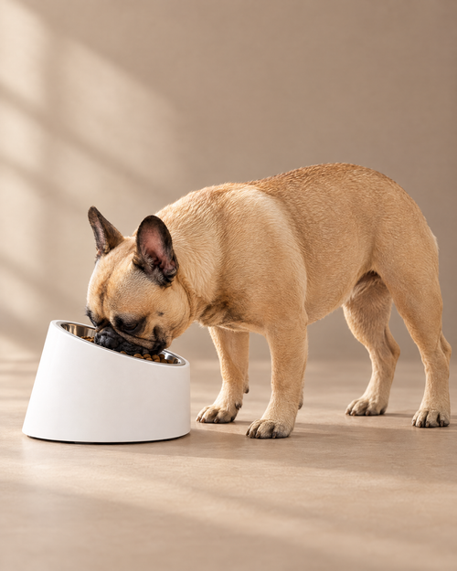 French bulldog eating from the low side of The Posture Bowl