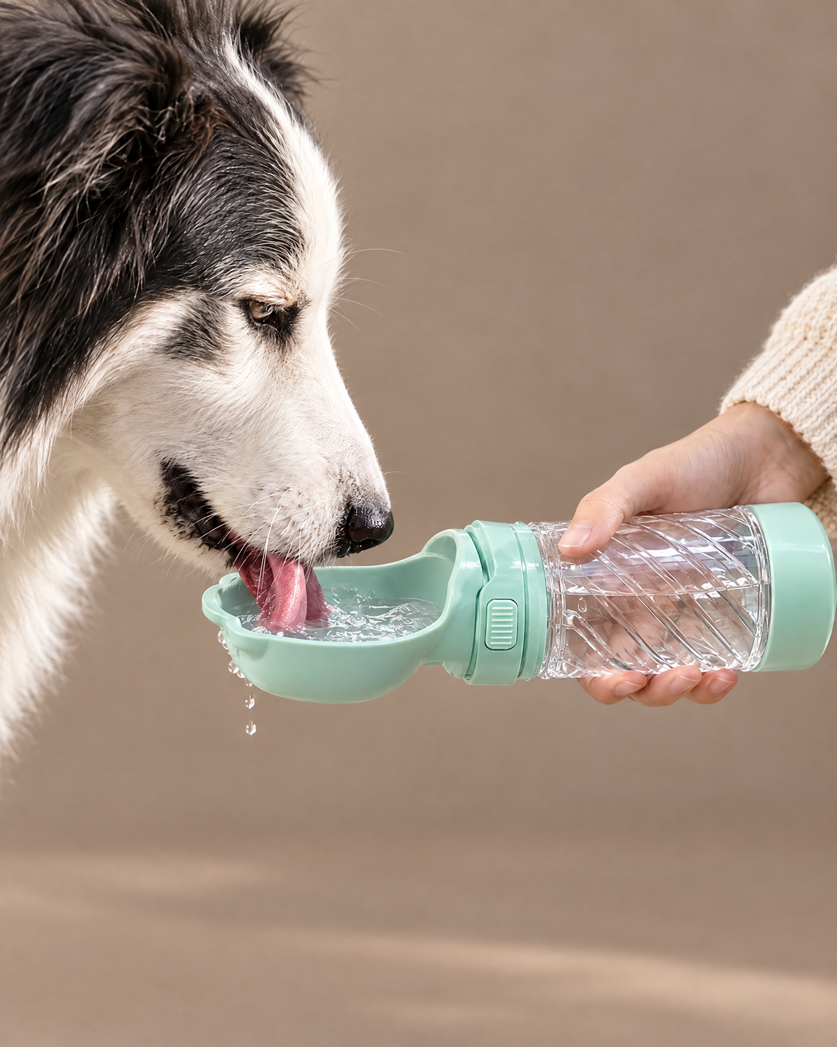Border collie drinking from the open scoop of The Walkabout Bottle