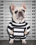 French bulldog mugshot in the prisoner costume