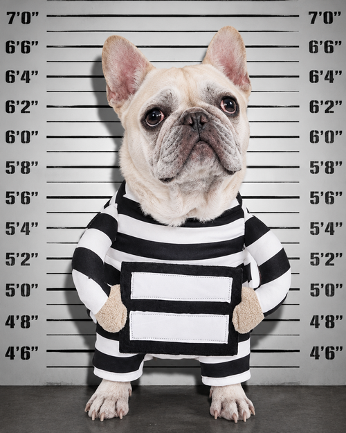French bulldog mugshot in the prisoner costume